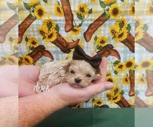 Maltipoo Puppy for sale in WINNSBORO, LA, USA