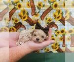 Image preview for Ad Listing. Nickname: Kalli