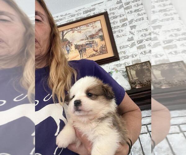 Medium Photo #1 Pembroke Welsh Corgi Puppy For Sale in SHALLOTTE, NC, USA