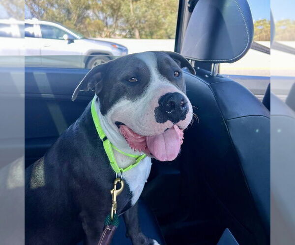 Medium Photo #7 American Staffordshire Terrier-Unknown Mix Puppy For Sale in San Juan Capistrano, CA, USA