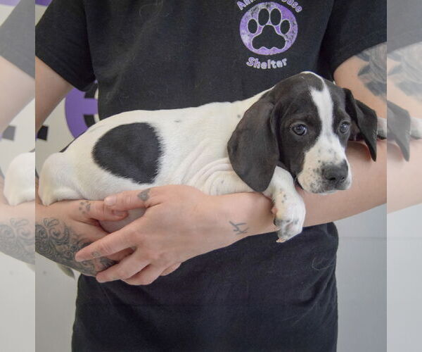 Medium Photo #2 Beagle-Brittany Mix Puppy For Sale in Huntley, IL, USA