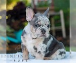 Small #3 French Bulldog