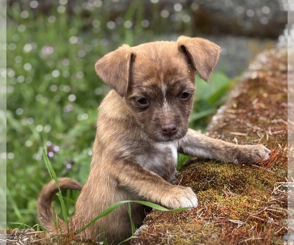 Medium Photo #1 Chihuahua-Unknown Mix Puppy For Sale in Bellevue, WA, USA