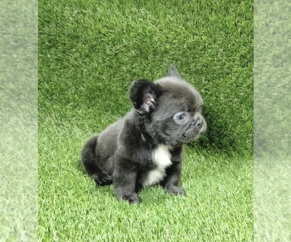Medium Photo #9 French Bulldog Puppy For Sale in MEMPHIS, TN, USA