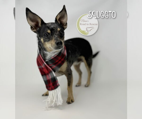 Medium Photo #4 Chihuahua Puppy For Sale in Benton, LA, USA