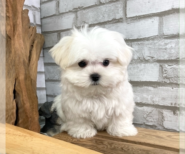 Medium Photo #5 Maltese Puppy For Sale in SAN FRANCISCO, CA, USA