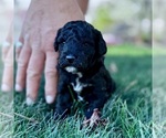 Puppy SOLD Bliss Goldendoodle-Miniature Bernedoodle Mix