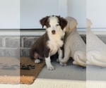 Small Photo #4 Miniature Australian Shepherd Puppy For Sale in MARTINSVILLE, IN, USA