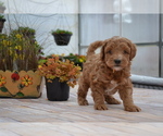 Puppy Ginger Goldendoodle-Poodle (Toy) Mix