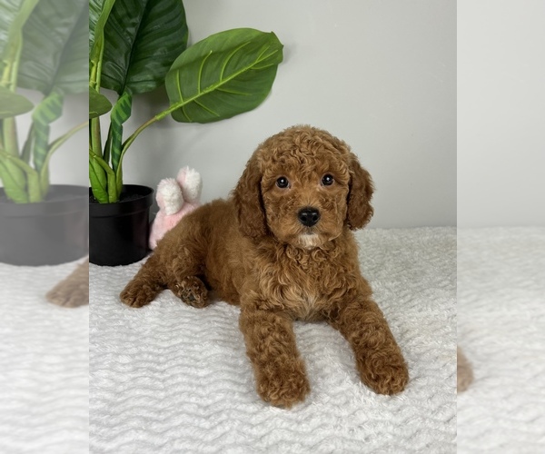 Medium Photo #1 Goldendoodle (Miniature) Puppy For Sale in FRANKLIN, IN, USA