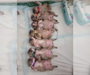 French Bulldog Puppy for sale in MIAMI, FL, USA