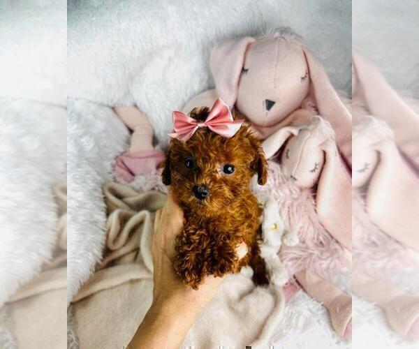 Medium Photo #14 Poodle (Toy) Puppy For Sale in TAMPA, FL, USA