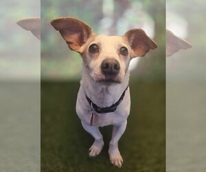 Dachshund-Jack Russell Terrier Mix Dogs for adoption in Phoenix, AZ, USA