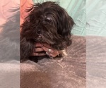 Puppy Puppy 3 Lhasa Apso
