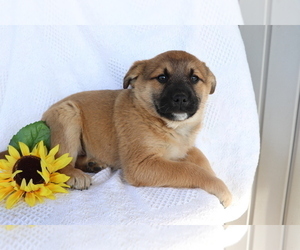 Boxer-Norwegian Elkhound Mix Puppy for sale in SHILOH, OH, USA