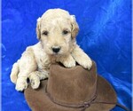 Small Photo #3 Goldendoodle (Miniature) Puppy For Sale in GROVESPRING, MO, USA
