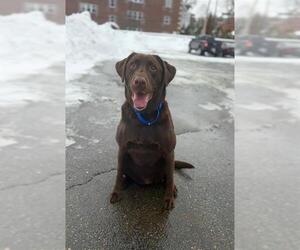Labrador Retriever Dogs for adoption in Boston, MA, USA