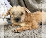 Small #1 Morkie