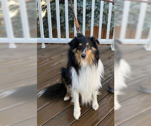 Mutt Dogs for adoption in Pueblo West, CO, USA