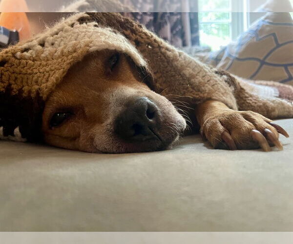 Medium Photo #6 American Pit Bull Terrier-Staffordshire Bull Terrier Mix Puppy For Sale in Raleigh, NC, USA