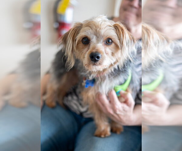 Medium Photo #5 Mutt Puppy For Sale in Mundelein, IL, USA