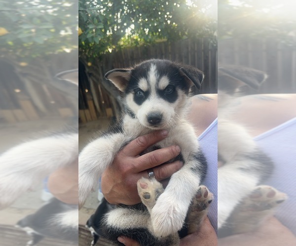 Medium Photo #5 Siberian Husky Puppy For Sale in RIALTO, CA, USA