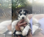 Small Photo #5 Siberian Husky Puppy For Sale in RIALTO, CA, USA