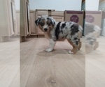 Small Photo #11 Australian Shepherd Puppy For Sale in TUSCUMBIA, AL, USA