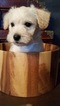Puppy 3 Schnoodle (Miniature)