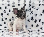 Small Photo #4 French Bulldog Puppy For Sale in COCO RIVER, FL, USA