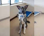 Small #2 German Shepherd Dog-Great Pyrenees Mix