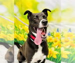 Small #1 Border Collie Mix