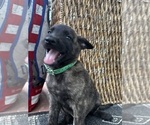 Small #7 Dutch Shepherd Dog