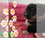 Small Photo #38 Australian Shepherd-Pembroke Welsh Corgi Mix Puppy For Sale in GALLEGOS, NM, USA