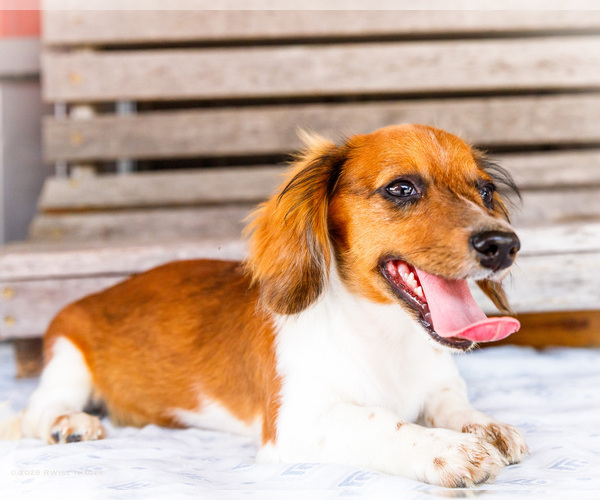 Medium Photo #46 Dachshund Puppy For Sale in WAKARUSA, IN, USA