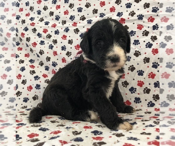 Medium Photo #2 Sheepadoodle Puppy For Sale in LOST CREEK, WV, USA