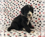 Small Photo #2 Sheepadoodle Puppy For Sale in LOST CREEK, WV, USA