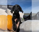 Small #1 Labrador Retriever Mix