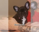 Puppy Blanche French Bulldog