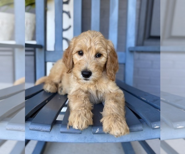 Medium Photo #3 Goldendoodle Puppy For Sale in FRANKLIN, IN, USA