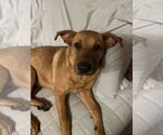 Small #2 Chinese Shar-Pei-Labrador Retriever Mix