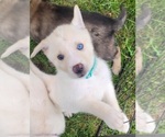Puppy Teal Girl Gerberian Shepsky