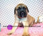 Small #2 Mastiff