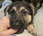 Small Photo #22 German Shepherd Dog Puppy For Sale in MERRITT IS, FL, USA