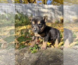 Alice - Female Mutt Dog for Adoption - Photo #2