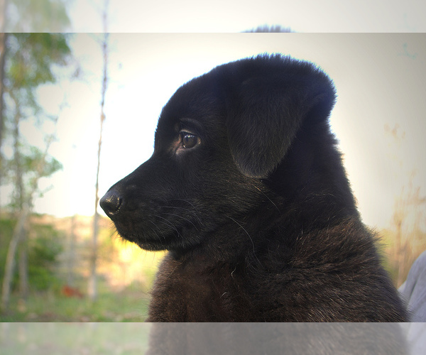 Medium Photo #3 German Shepherd Dog Puppy For Sale in OXFORD, AR, USA