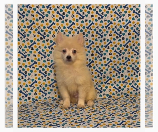 Medium Photo #1 Pomimo Puppy For Sale in CLARKSVILLE, TN, USA