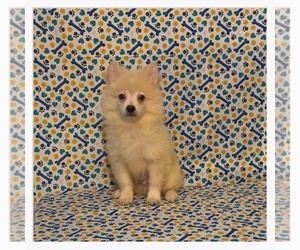 Pomimo Puppy for sale in CLARKSVILLE, TN, USA