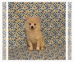 Peter - Male Pomimo Puppy for Sale - Small photo