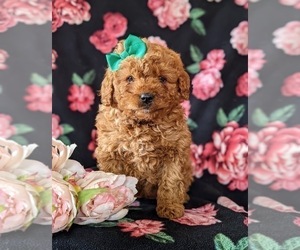 Cavapoo-Poodle (Miniature) Mix Puppy for sale in NEW PROVIDENCE, PA, USA
